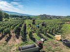 Charlier et Fils Champagne Production - champagne field