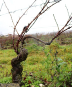 A. Bergère Blanc champagne production
