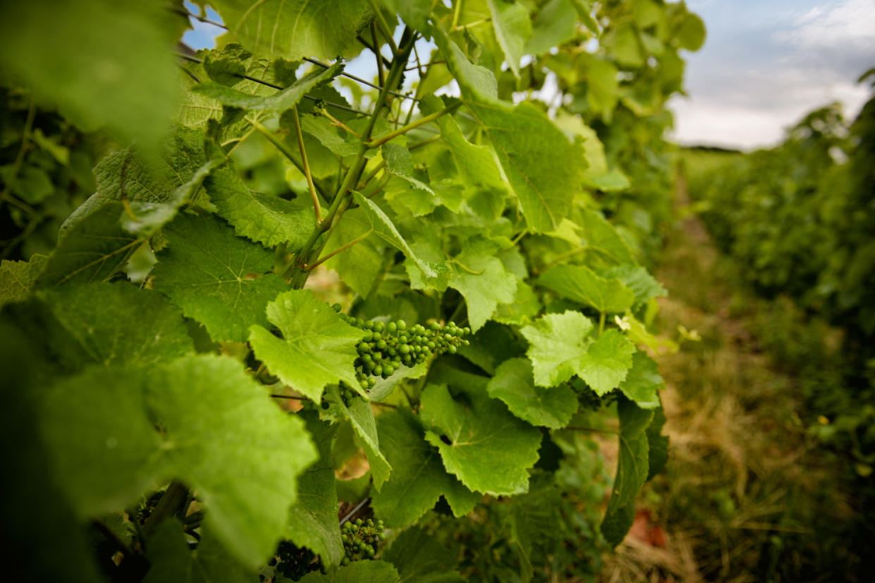 Grongnet Champagne Production - Champagne Grape