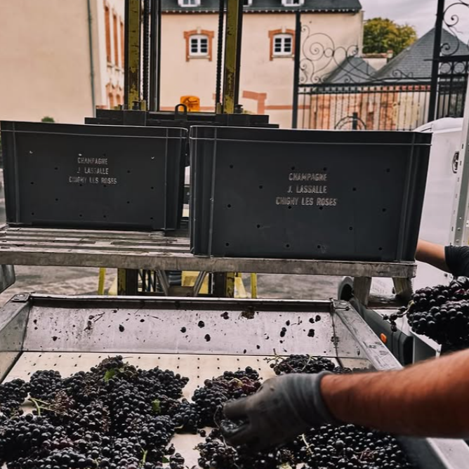 Lassalle grapes