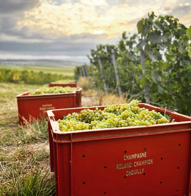 Roland Champion Champagne production - Champagne grapes