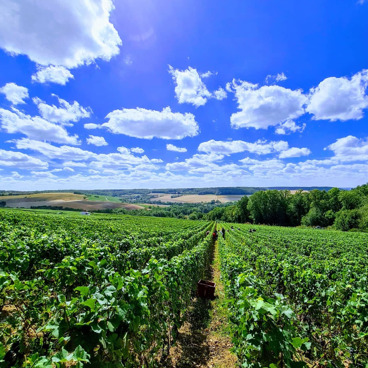 Champagne field with blue sky - Champagne Lasseaux
