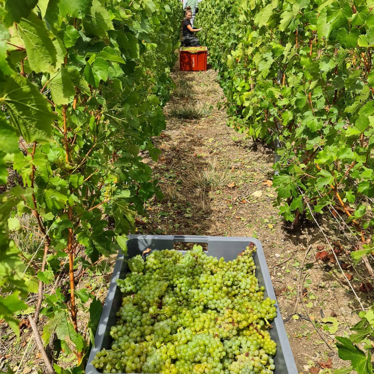 Picking champagne grapes by hand - Champagne Lasseaux