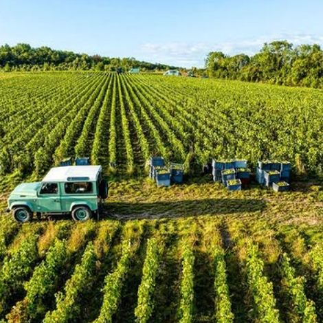 Lassalle vineyards
