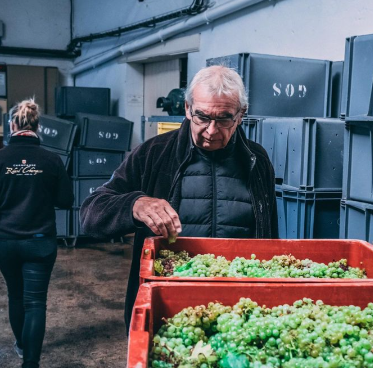 Roland Champion Champagne production - quality testing grapes